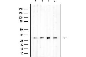 Western blot analysis of lysates from various samples, using 14-3-3 theta Mouse Monoclonal Antibody at 1/1000 dilution.