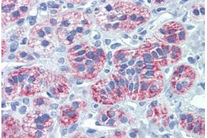 anti-Second Mitochondria-Derived Activator of Caspase (DIABLO) antibody