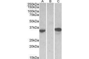 Western Blotting (WB) image for anti-Chymase 1, Mast Cell (CMA1) (Internal Region) antibody (ABIN2464832) (CMA1 antibody  (Internal Region))