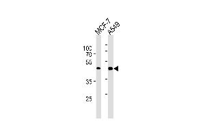 CCRK Antibody (N-term) (ABIN1882215 and ABIN2843475) western blot analysis in MCF-7,A549 cell line lysates (35 μg/lane).