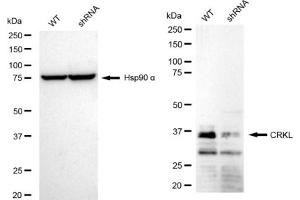 Western blotting analysis using CRKL antibody (ABIN7800792). (Recombinant CrkL antibody)