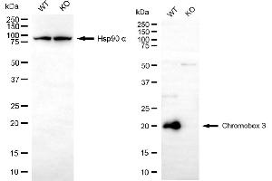 Western blotting analysis using chromobox 3 antibody (ABIN7798063). (CBX3 antibody)