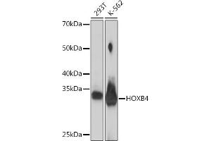 Western blot analysis of extracts of various cell lines, using HOXB4 Rabbit mAb (ABIN7267767) at 1:1000 dilution. (HOXB4 antibody)