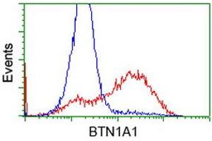 HEK293T cells transfected with either RC223852 overexpress plasmid (Red) or empty vector control plasmid (Blue) were immunostained by anti-BTN1A1 antibody (ABIN2452845), and then analyzed by flow cytometry. (BTN1A1 antibody)