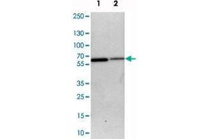 Western blot analysis of cell lysates with SLC15A4 polyclonal antibody  at 1:250-1:500 dilution.
