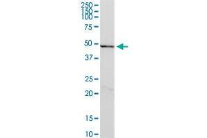 CYLC2 MaxPab polyclonal antibody. (CYLC2 antibody  (AA 1-348))