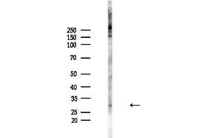 Western blot analysis of lysates from Mouse brain, using Phospho-PHB2 (Ser39) Antibody at 1/1000 dilution.