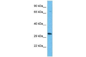 OR5AP2 antibody  (C-Term)