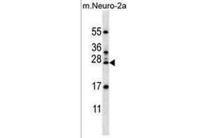 RPL15 Antibody (N-term) western blot analysis in mouse Neuro-2a cell line lysates (35µg/lane).