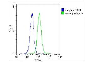 Overlay histogram showing U-2 OS cells stained with C(green line). (HSPA7 antibody  (AA 169-196))
