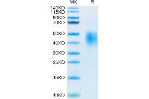 SDS-PAGE (SDS) image for Programmed Cell Death 1 Ligand 2 (PDCD1LG2) (AA 20-220) protein (His-Avi Tag,Biotin) (ABIN7275433)