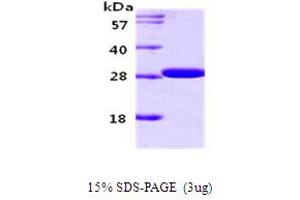 SDS-PAGE (SDS) image for 14-3-3 gamma (YWHAG1) (AA 1-247) protein (ABIN666693)