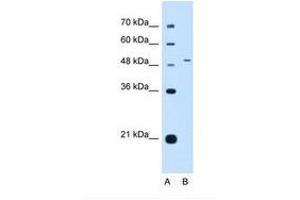 Image no. 1 for anti-Nuclear Receptor Subfamily 0, Group B, Member 1 (NR0B1) (AA 201-250) antibody (ABIN6738414) (NR0B1 antibody  (AA 201-250))