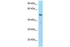 Image no. 1 for anti-Spindle Assembly 6 Homolog (SASS6) (AA 402-451) antibody (ABIN6748167) (SASS6 antibody  (AA 402-451))