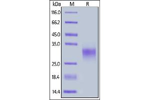SDS-PAGE (SDS) image for Tumor Necrosis Factor Receptor Superfamily, Member 9 (TNFRSF9) (AA 29-191) (Active) protein (His tag) (ABIN6809852)