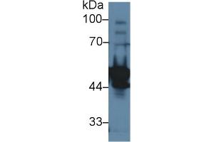 Western Blot; Sample: Rat Testis lysate; Primary Ab: 1µg/ml Rabbit Anti-Rat LYAR Antibody Second Ab: 0. (LYAR antibody  (AA 271-386))