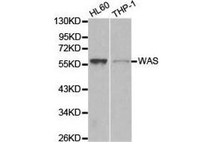 Western Blotting (WB) image for anti-Wiskott-Aldrich Syndrome (Eczema-thrombocytopenia) (WAS) antibody (ABIN1875343) (WASP antibody)