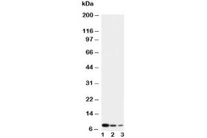 Western blot testing of CXCL4 antibody and Lane 1:  recombinant human protein 10ng (PF4 antibody  (AA 85-101))