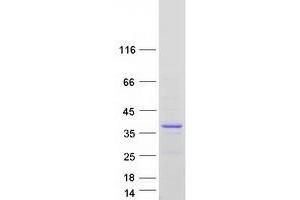 Validation with Western Blot (FAM110A Protein (Transcript Variant 3) (Myc-DYKDDDDK Tag))