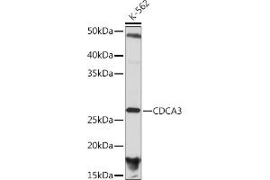 Western blot analysis of extracts of K-562 cells, using CDC Rabbit mAb (ABIN7266261) at 1:1000 dilution. (CDCA3 antibody)