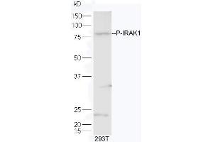 Lane 1:293T lysates probed with Rabbit Anti-IRAK1 (Thr209) Polyclonal Antibody, Unconjugated  at 1:5000 for 90 min at 37˚C. (IRAK1 antibody  (pThr209))