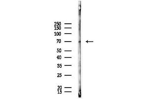 anti-Fragile X Mental Retardation, Autosomal Homolog 2 (FXR2) (C-Term) antibody