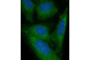 Immunofluorescent analysis of 4 % paraformaldehyde-fixed, 0. (FAM125A antibody  (AA 16-50))
