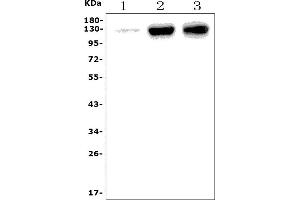 Western blot analysis of Pecam1 using anti-Pecam1 antibody (ABIN7601672).