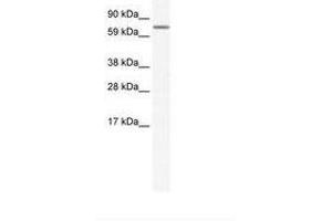 Image no. 1 for anti-Myocyte Enhancer Factor 2A (MEF2A) (AA 77-126) antibody (ABIN202664) (MEF2A antibody  (AA 77-126))