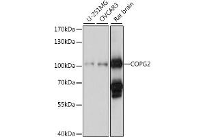 Western blot analysis of extracts of various cell lines, using COPG2 antibody (ABIN7266425) at 1:1000 dilution. (COPG2 antibody  (AA 542-871))