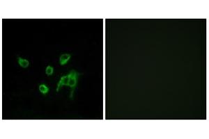 Immunofluorescence analysis of COS-7 cells, using WNT1 antibody. (WNT1 antibody  (C-Term))