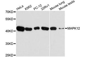 Western blot analysis of extracts of various cell lines, using MAPK12 antibody. (MAPK12 antibody)