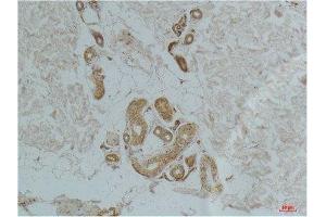 Immunohistochemistry (IHC) analysis of paraffin-embedded Human Skin Tissue using Ghrelin Receptor Rabbit Polyclonal Antibody diluted at 1:200. (GHSR antibody)