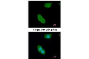 ICC/IF Image Immunofluorescence analysis of paraformaldehyde-fixed A549, using EHBP1, antibody at 1:200 dilution. (EHBP1 antibody)