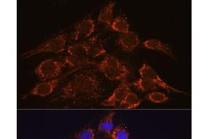 Immunofluorescence analysis of C6 cells using HPS4 Polyclonal Antibody at dilution of 1:100. (HPS4 antibody)