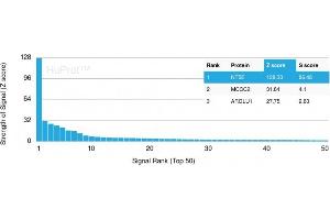 Analysis of Protein Array containing more than 19,000 full-length human proteins using CD73 Mouse Recombinant Monoclonal Antibody (NT5E/2545) Z- and S- Score: The Z-score represents the strength of a signal that a monoclonal antibody (MAb) (in combination with a fluorescently-tagged anti-IgG secondary antibody) produces when binding to a particular protein on the HuProtTM array. (CD73 antibody)