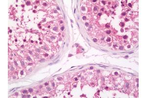Anti-PAS Kinase / PASK antibody IHC staining of human testis. (PASK antibody  (AA 425-475))