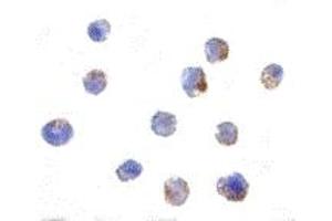 Immunohistochemistry (IHC) image for anti-Elongator Complex Protein 1 (ELP1) (C-Term) antibody (ABIN1030431) (IKAP/p150 antibody  (C-Term))