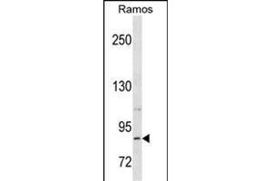 RXFP2 Antibody (C-term) (ABIN1537554 and ABIN2850376) western blot analysis in Ramos cell line lysates (35 μg/lane). (RXFP2 antibody  (C-Term))