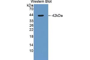 Detection of Recombinant SLURP1, Mouse using Polyclonal Antibody to Secreted Ly6/uPAR Related Protein 1 (SLURP1) (SLURP1 antibody  (AA 1-110))