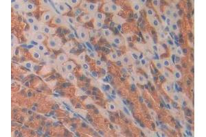DAB staining on IHC-P; Samples: Rat Stomach Tissue