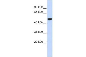 Western Blotting (WB) image for anti-Isocitrate Dehydrogenase 2 (NADP+), Mitochondrial (IDH2) antibody (ABIN2459181) (IDH2 antibody)