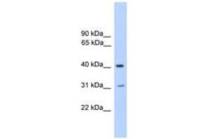 Image no. 1 for anti-Phosphatase, Orphan 2 (PHOSPHO2) (N-Term) antibody (ABIN6745589) (PHOSPHO2 antibody  (N-Term))
