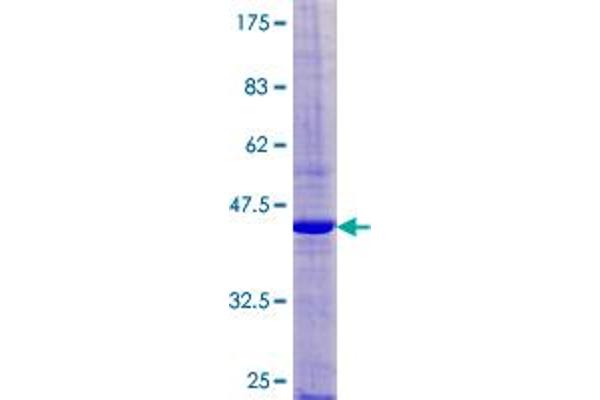 CD42a Protein (AA 1-177) (GST tag)