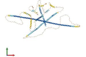 Protein Structure (PS) image for Caldesmon 1 (CALD1) (AA 1-793) protein (His tag) (ABIN7552994)
