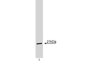 Western Blotting (WB) image for anti-Cyclin-Dependent Kinase Inhibitor 1A (p21, Cip1) (CDKN1A) antibody (ABIN967445) (p21 antibody)
