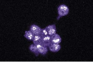 Immunofluorescence staining of PC12 cells (EPH Receptor A4 antibody  (AA 279-472))