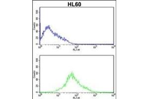 PRKRA Antibody  (ABIN392151 and ABIN2841876) flow cytometric analysis of HL60 cells (bottom histogram) compared to a negative control cell (top histogram). (PRKRA antibody  (AA 225-252))