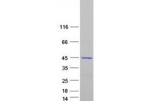 Validation with Western Blot (OSCP1 Protein (Transcript Variant 1) (Myc-DYKDDDDK Tag))