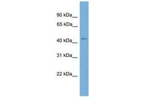 Image no. 1 for anti-BRX1, Biogenesis of Ribosomes, Homolog (BRIX1) (AA 215-264) antibody (ABIN6746495) (BRIX1 antibody  (AA 215-264))